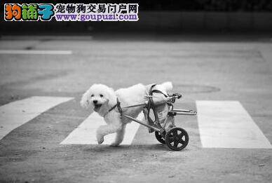爱心主人自制轮椅帮助瘫痪狗狗重新站立