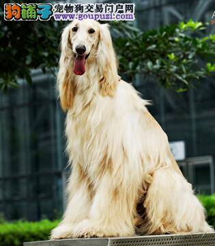 牙齿牢固更美观 如何精心护理阿富汗猎犬的牙齿