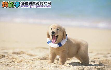 塞浦路斯划定海滩专门提供给宠物狗玩耍畅游