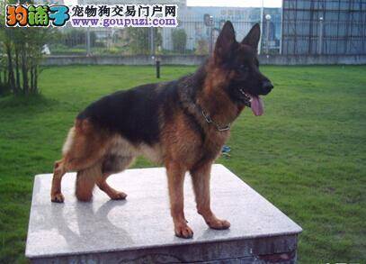 安全饲养 如何做好德国牧羊犬的弓形虫疾病防治工作