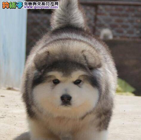 阿拉斯加犬换狗粮后便便很软什么毛病