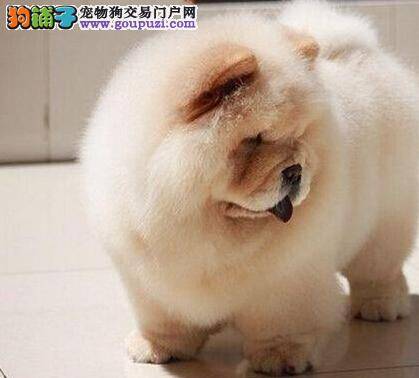 松狮犬最近有点便秘，谁知道解决方法