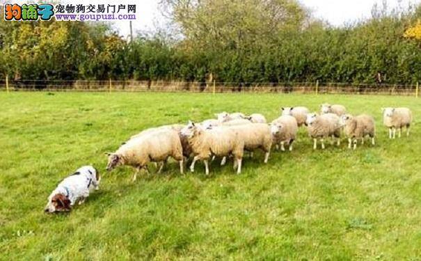 英国一牧羊犬被主人家羊群紧跟却毫无察觉