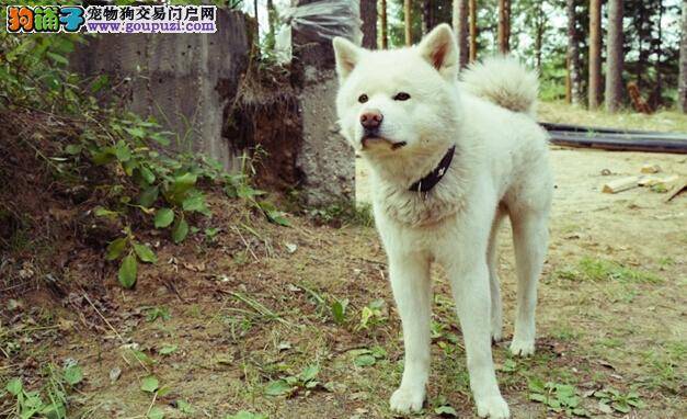 美味好情缘 主人亲自给秋田犬做猪鱼饭的步骤