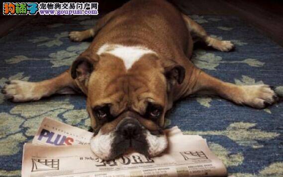 现场考察 教你如何挑选优秀的法国斗牛犬