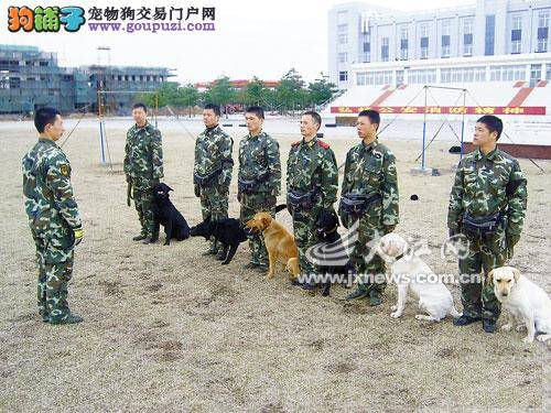 每条搜救犬价值10万元 生命探测仪搜救效果不如搜救犬