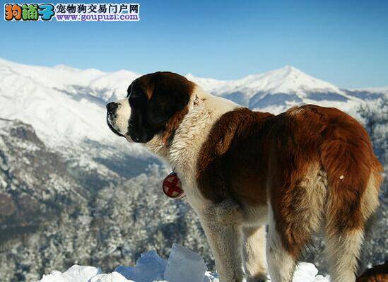 家里有小孩子也想养只狗狗，选择圣伯纳犬合适