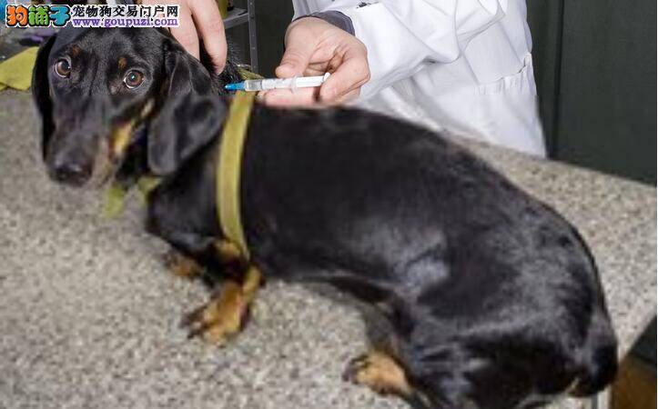 买狗的时候  这些办法教你确定是否打了有效疫苗