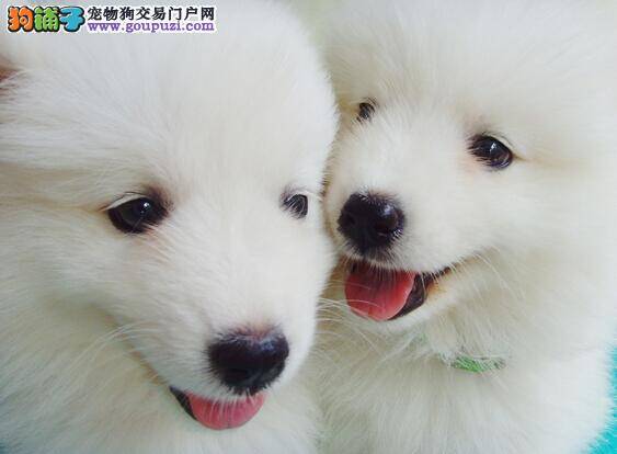 萨摩耶的生长发育状况与主人的饲养方式有哪些关系