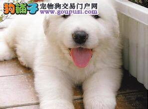 大白熊犬这几天不吃饭是为什么