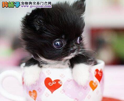 宠物专家支招 告诉你如何让茶杯犬乖乖进笼