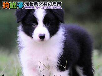 边境牧羊犬最近总拉稀怎么办