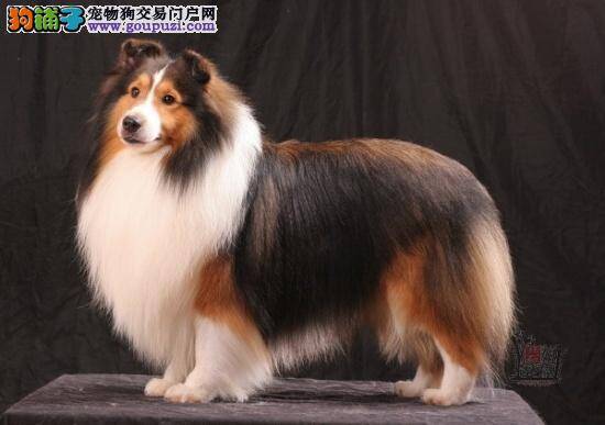 苏格兰牧羊犬拉稀，呕吐是出了什么问题