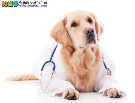 狗狗有望成为未来医生 “医学嗅探犬”看病准确率高