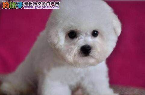 三个月的比熊犬眼睛有泪痕这是正常现象吗