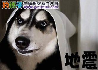 饲养阿拉斯加雪橇犬新目的 南昌地震局用来预测地震