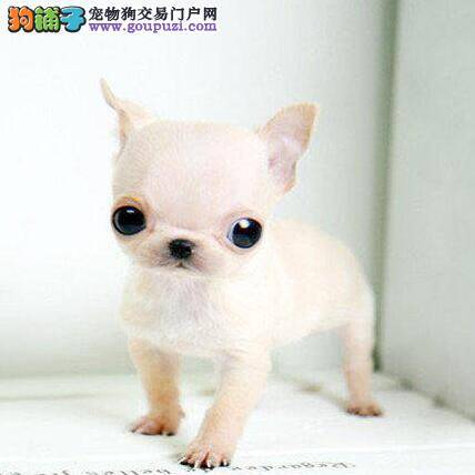 我家吉娃娃身上出现很多皮屑，求治疗