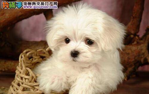 挑选狗狗不盲目 总结纯种比熊犬的几大特点