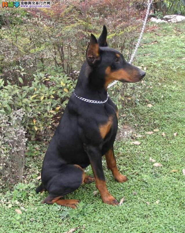 杜宾犬总啃墙皮是怎么回事