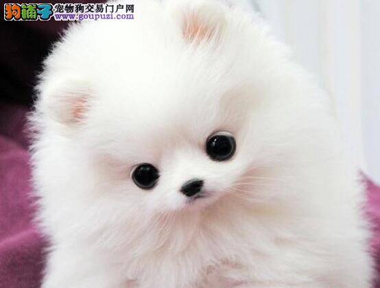刚带回家的博美犬不拉便便是为什么