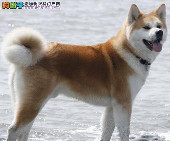 秋田犬皮肤出现脱毛流脓的情况怎么办