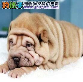 沙皮狗是否发情应该如何加以辨认