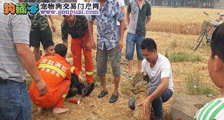 导盲犬误坠深井 消防官兵紧急救助狗狗转危为安