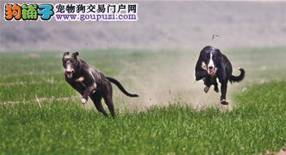 格力犬驱虫后没力气，没精神没事吧