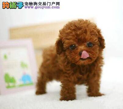 泰迪犬最近什么也不喜欢吃怎么办