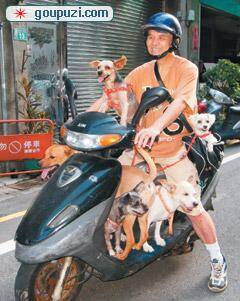 一人载着6只或7只狗骑摩托车兜风