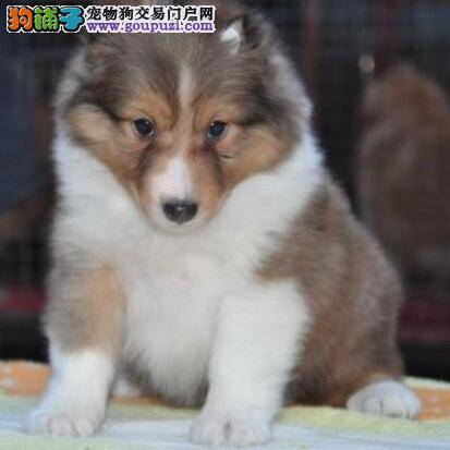 买喜乐蒂犬要了解它的性格