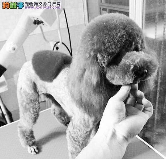 主人怕狗热剃光毛发 专家称此法不可取