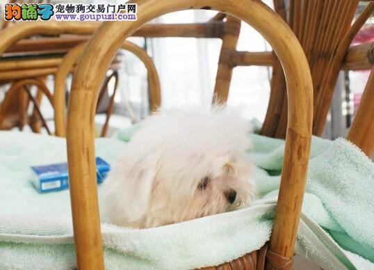 马尔济斯犬才打完疫苗什么时候可以洗澡
