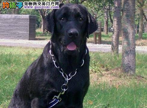 家养宠物之拉布拉多犬如何能主动拒绝陌生人的食物