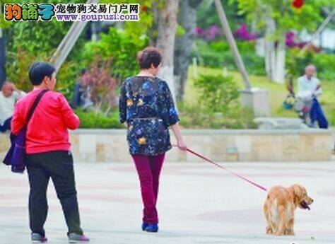 养犬需办“准养证” 规范养犬行为需遵守规矩