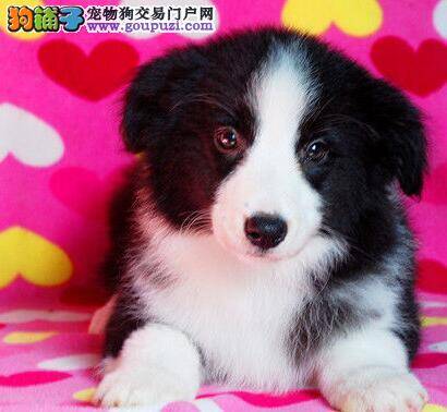 购买边境牧羊犬要注意观察哪几个方面