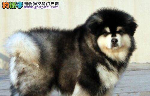 想要买到健康的阿拉斯加犬要如何做