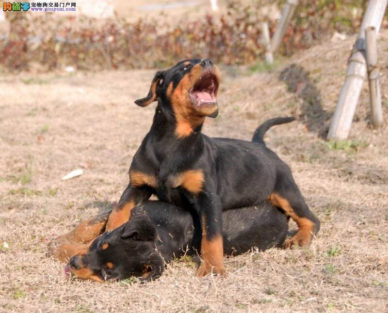 这两天罗威纳犬食欲减少，没有精神是什么病