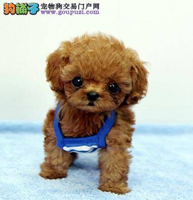 在宠物店挑选优秀泰迪犬主人应注意哪些原则