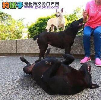 观音山野狗咬人，山友：没听过攻击人