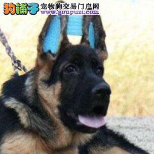 我家德国牧羊犬拉肚子应怎么办