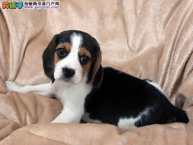 比格犬最近有点拉稀还吐了需要用什么药