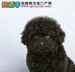 选择购买泰迪犬的五大理由