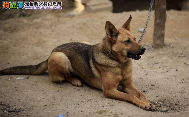 如何挑选健康的狼犬幼犬