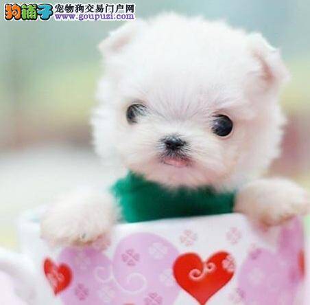 什么是茶杯犬，茶杯犬好养吗