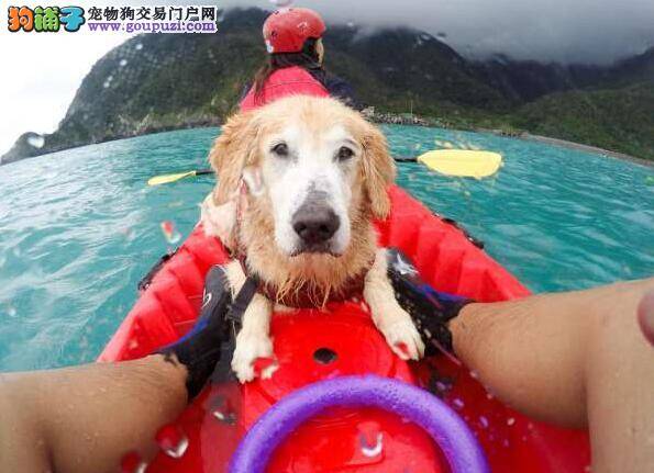 宠物旅游正火热  带你的爱犬一起旅游吧