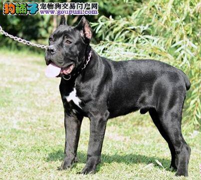 清洁卫生需彻底 清理卡斯罗犬肛门腺的具体方法