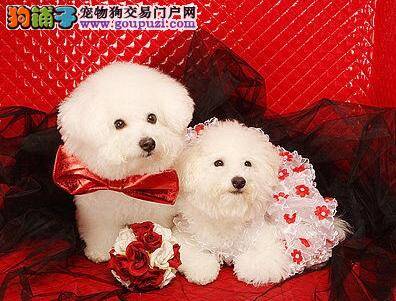 体型娇小的宠物狗—比熊犬