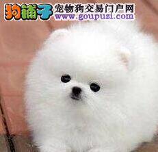 关于博美犬运动时间的解答