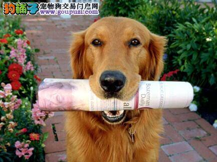 冬季喂养狗狗知识 饲养金毛犬时应如何给它补充水分